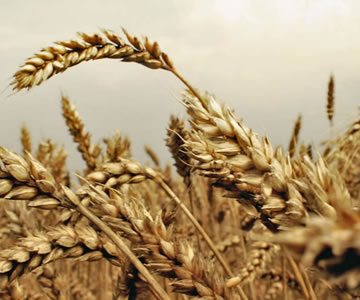 Wheat field